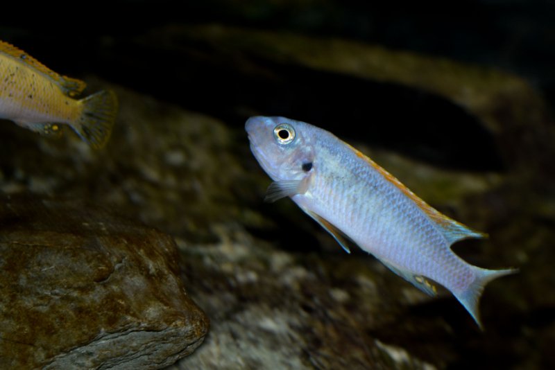 Labeotropheus trewavasae Thumbi West-5.jpg