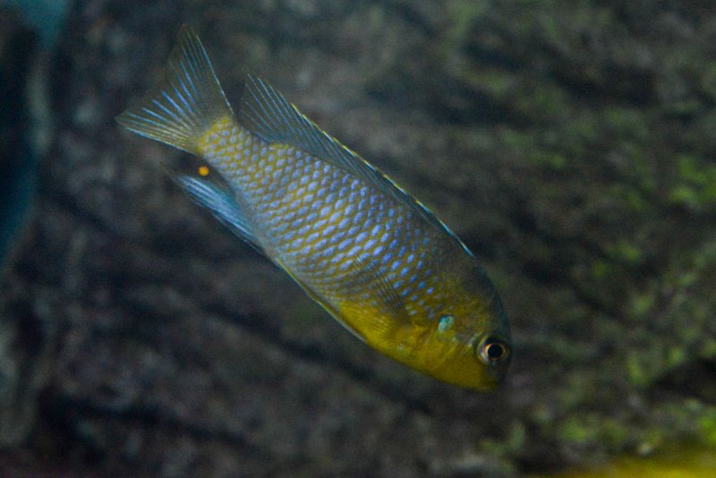 Tropheops sp.-maleri yellow--2.jpg