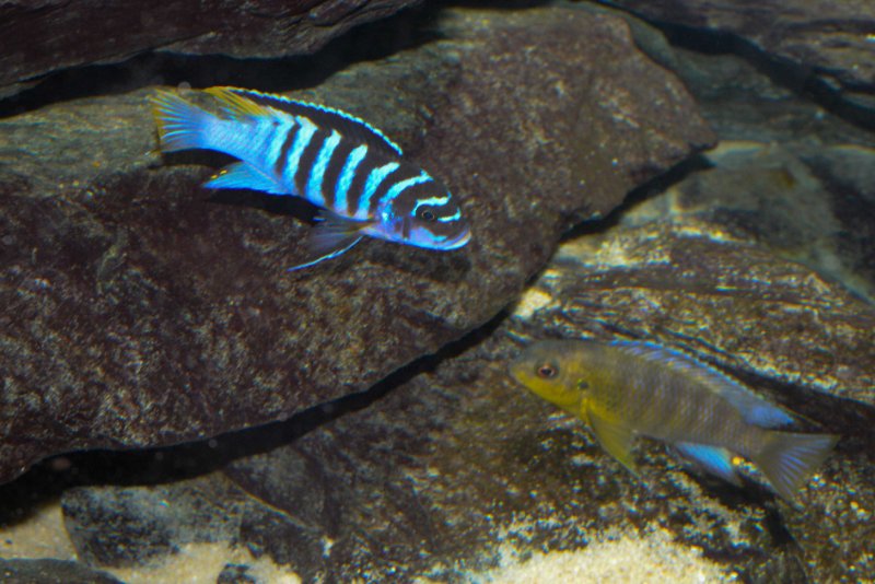 Tropheops sp.-maleri yellow--3.jpg