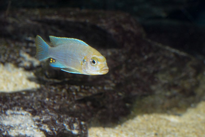 Maylandia chrysomallos-4.jpg