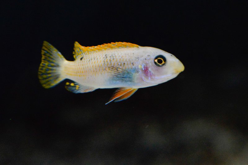 Labeotropheus trewasae Thumbi west O.jpg