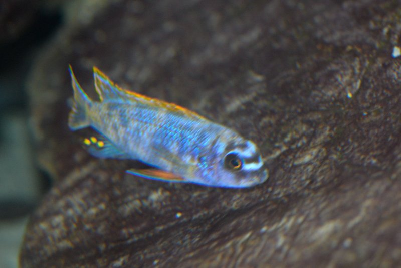 Labeotropheus trewavasae Thumbi.jpg