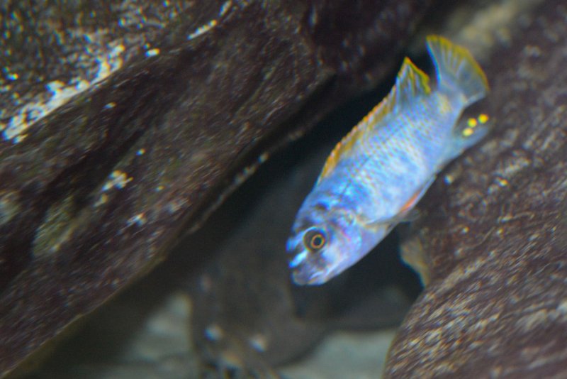 Labeotropheus trewavasae Thumbi-2.jpg