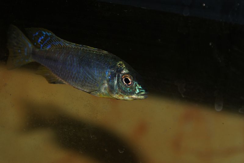 Nyassachromis leuciscus