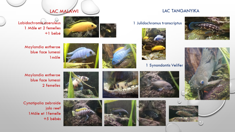 poissons aquarium aout 22.png