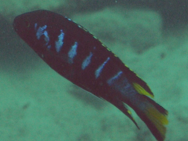 Pseudotropheus sp. &quot;elongatus chewere&quot;