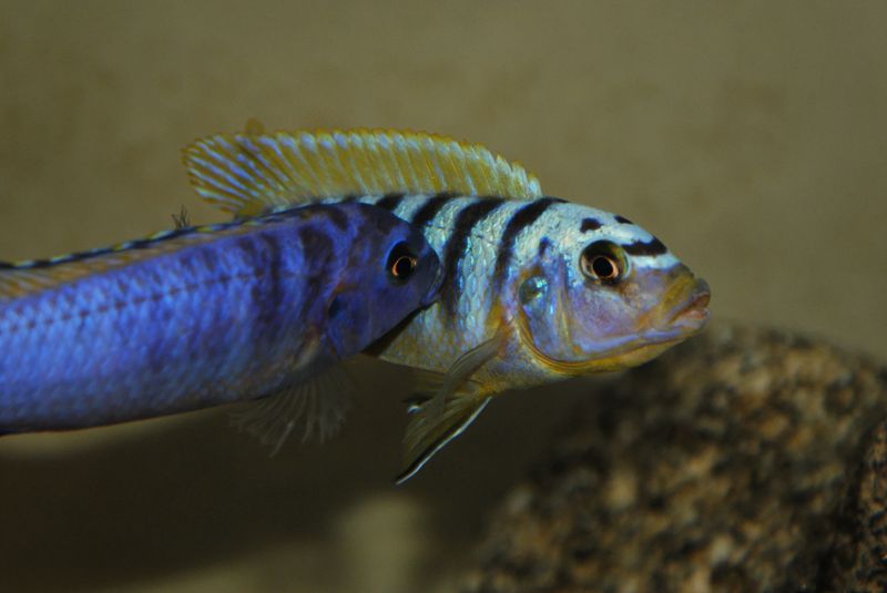 Maylandia sp. &quot;hajomaylandi pombo&quot;
