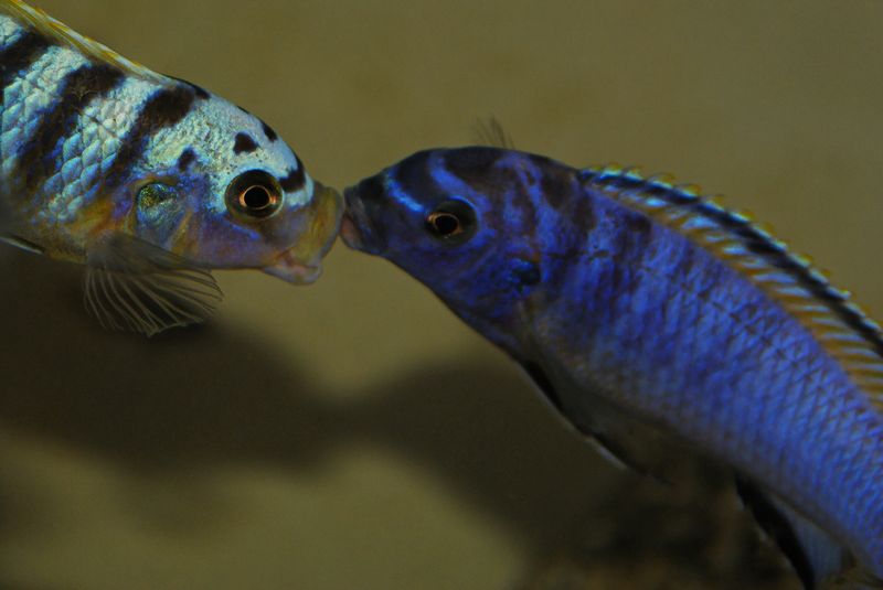 Maylandia sp. &quot;hajomaylandi pombo&quot;
