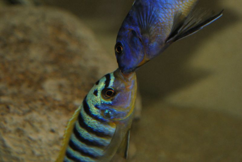 Maylandia sp. &quot;hajomaylandi pombo&quot;