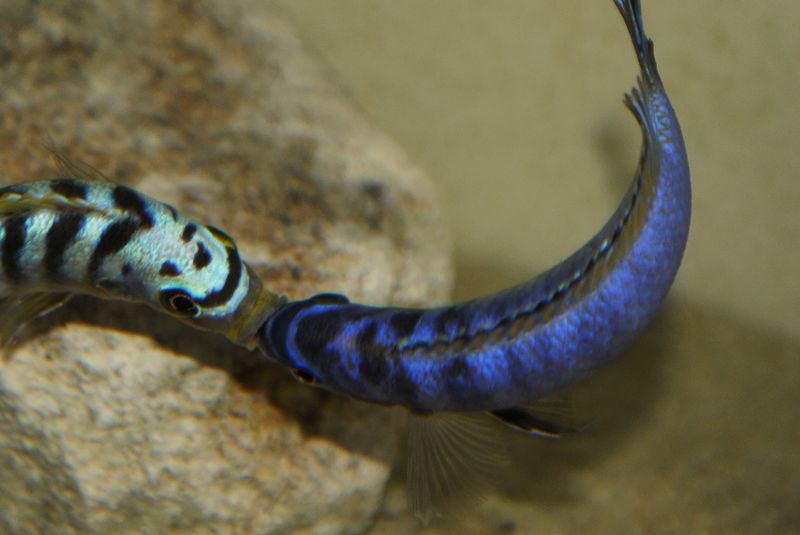 Maylandia sp. &quot;hajomaylandi pombo&quot;
