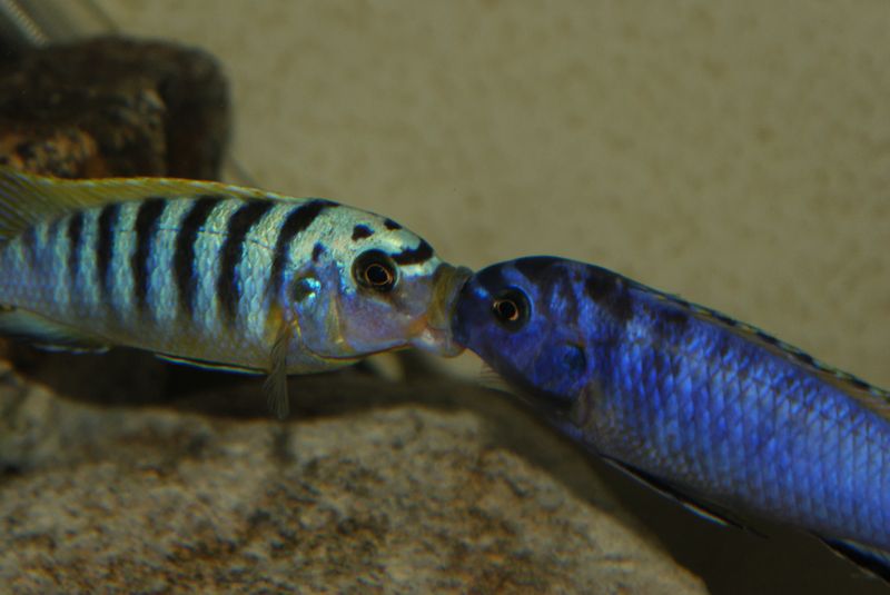 Maylandia sp. &quot;hajomaylandi pombo&quot;