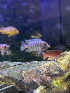 image_67184641 Petite.jpeg