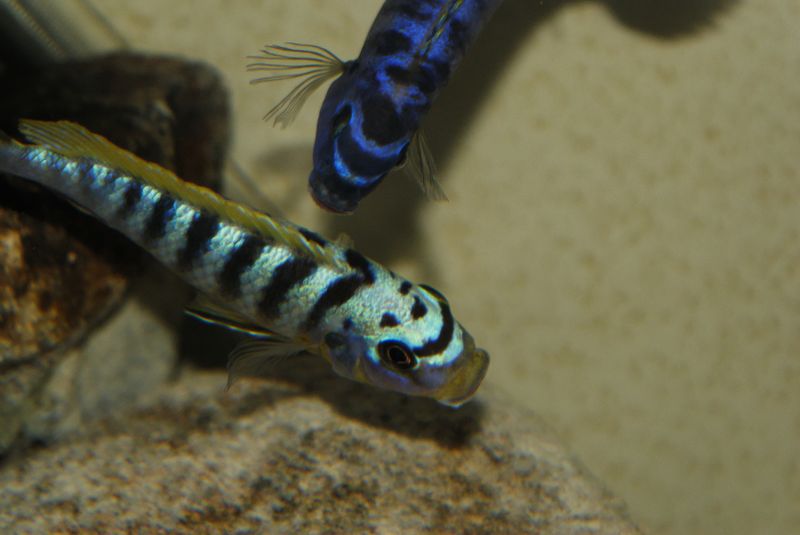 Maylandia sp. &quot;hajomaylandi pombo&quot;