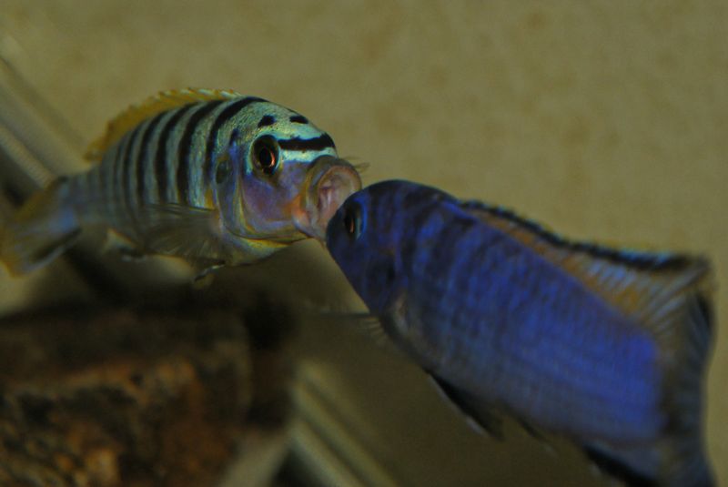 Maylandia sp. &quot;hajomaylandi pombo&quot;