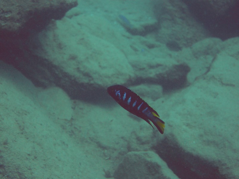 Pseudotropheus sp. &quot;elongatus chewere&quot;