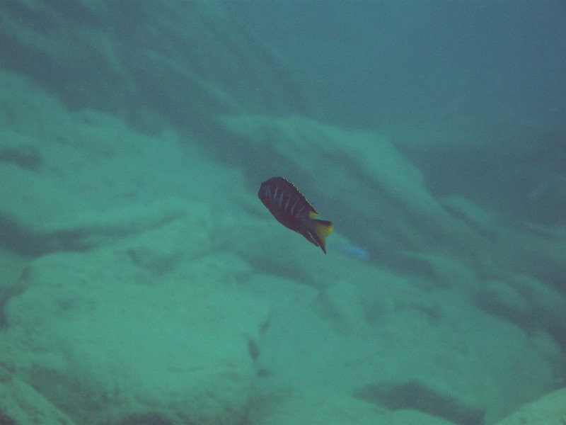 Pseudotropheus sp. &quot;elongatus chewere&quot;