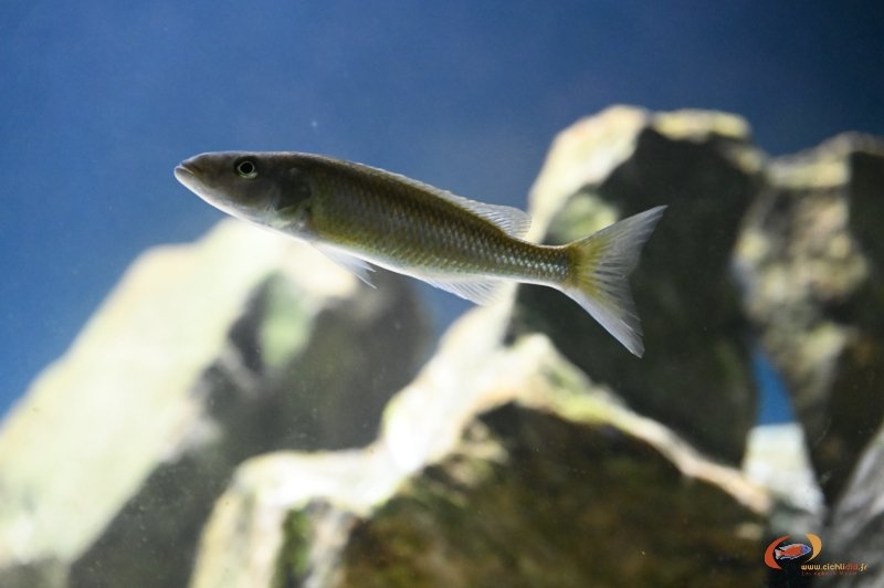 Champsochromis caeruleus Fbis.JPG