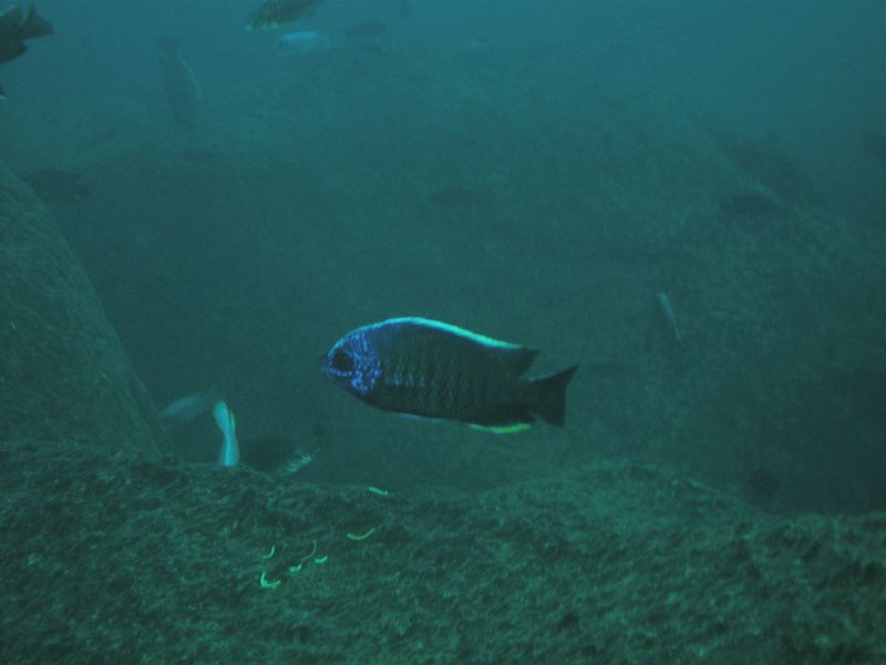 Copadichromis borleyi