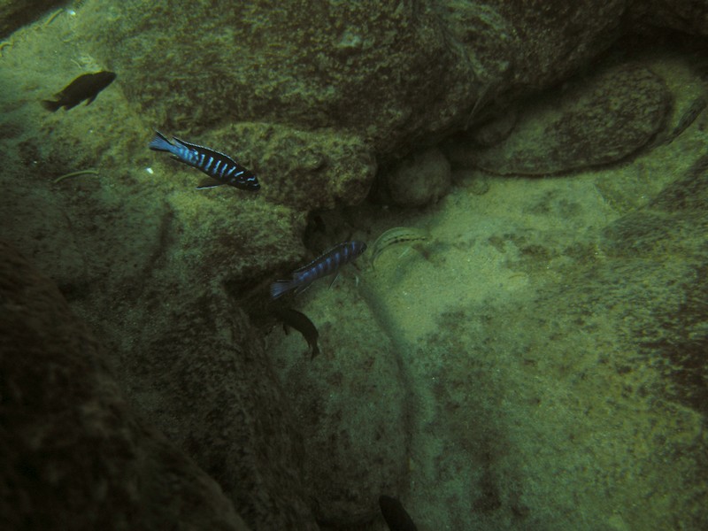 Pseudotropheus sp. &quot;elongatus ruarwe&quot;
