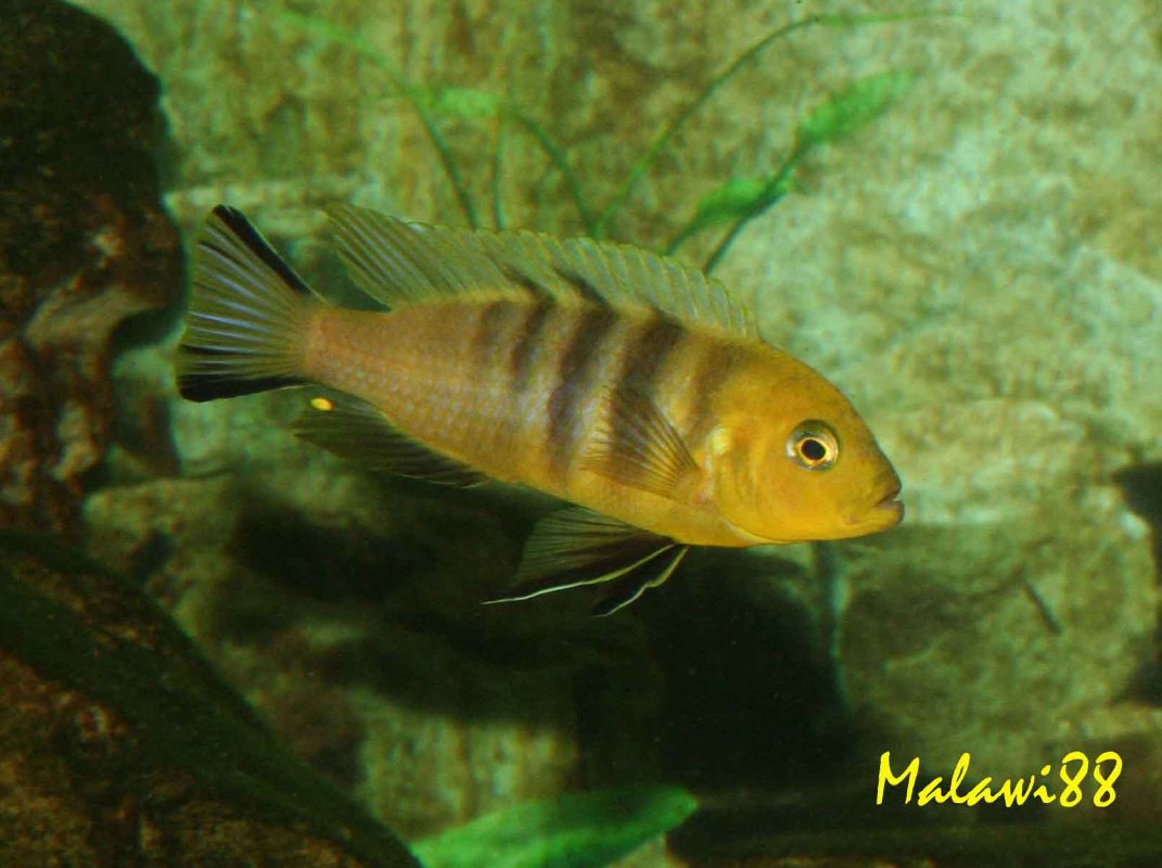 Cynotilapia sp.Lion Mara Rock (sauvage).jpg