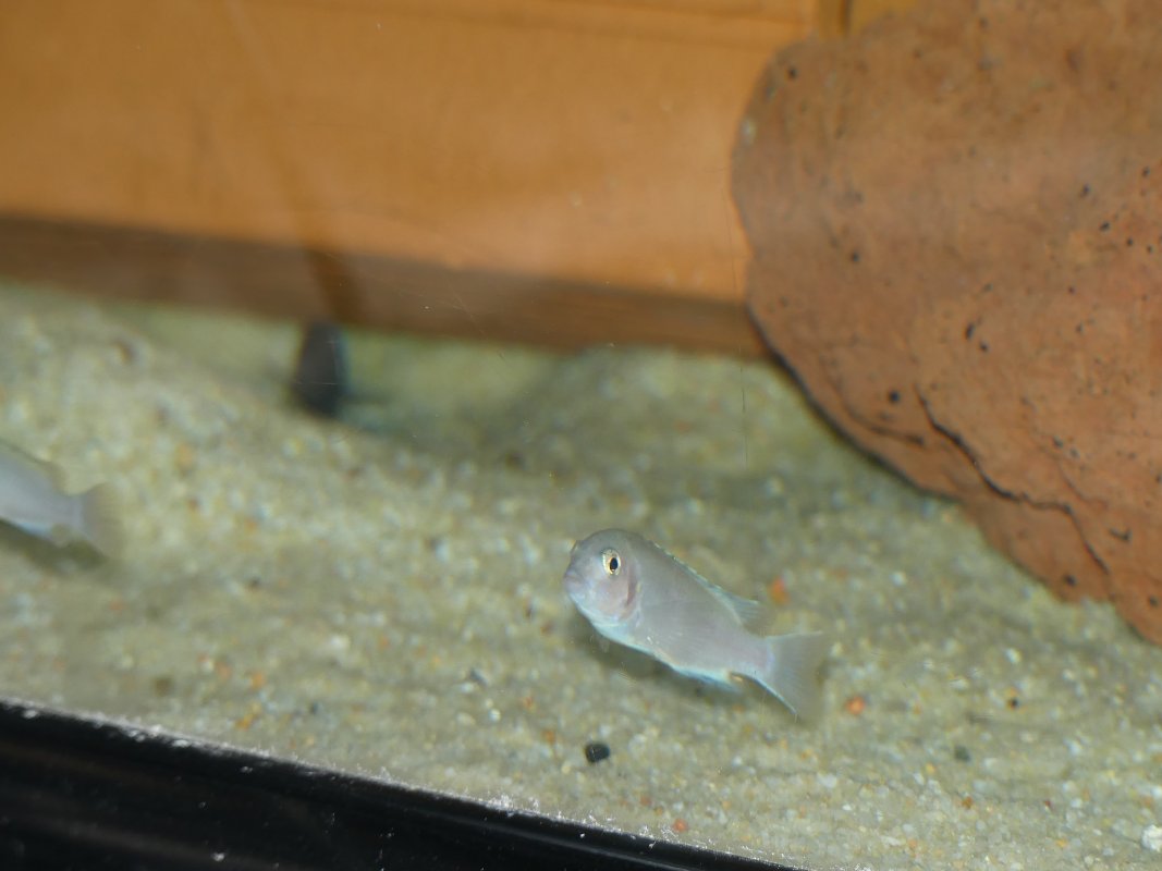 Labidochromis pallidus 'Maleri Island' F1 ..JPG