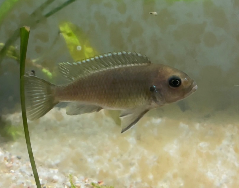 Une Femelle qui été en incub ( seulement 2  petits ) en Aqua seule avec celui au dessus, aucune idée si c’est sa femelle ou non ( sinon mon ami avait du Cynotilapia zebroide cobue également )