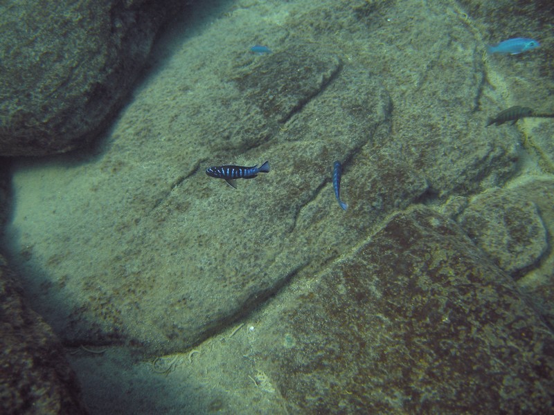 Pseudotropheus sp. &quot;elongatus ruarwe&quot;