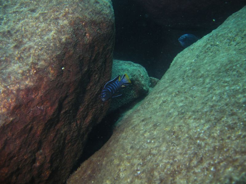 pseudotropheus elongatus linganjala