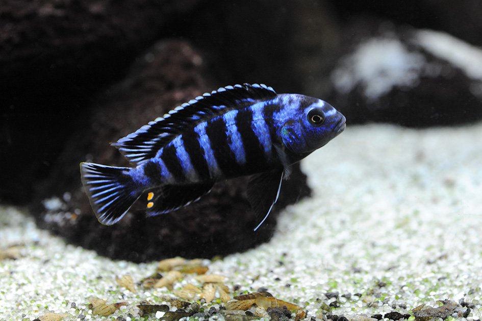 poisson 1.jpg