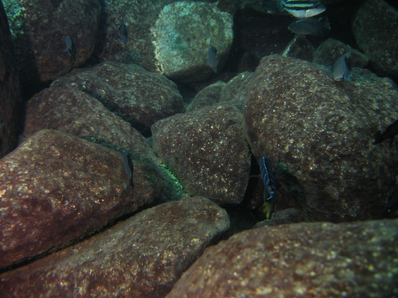 pseudotropheus elongatus linganjala