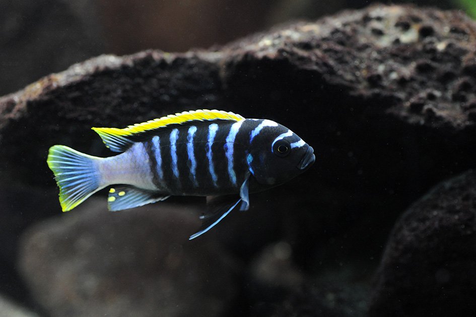 poisson 3.jpg