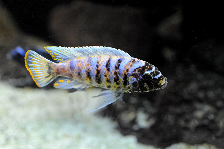 poisson 4.jpg
