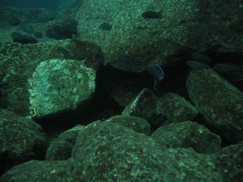 pseudotropheus elongatus linganjala