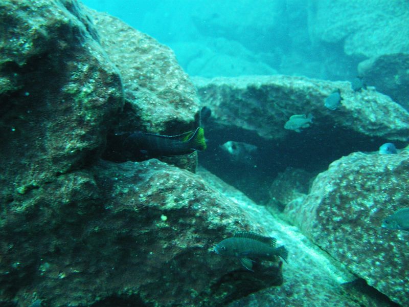 pseudotropheus elongatus linganjala