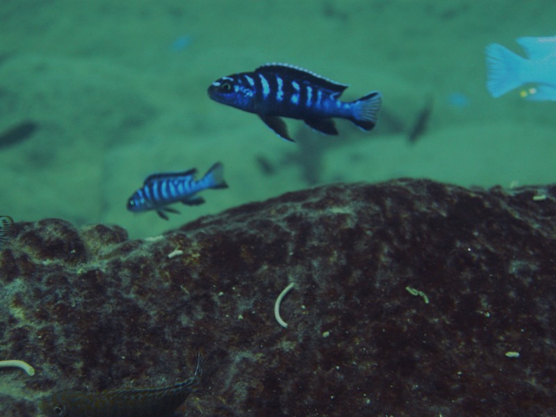 Pseudotropheus sp. &quot;elongatus ruarwe&quot;