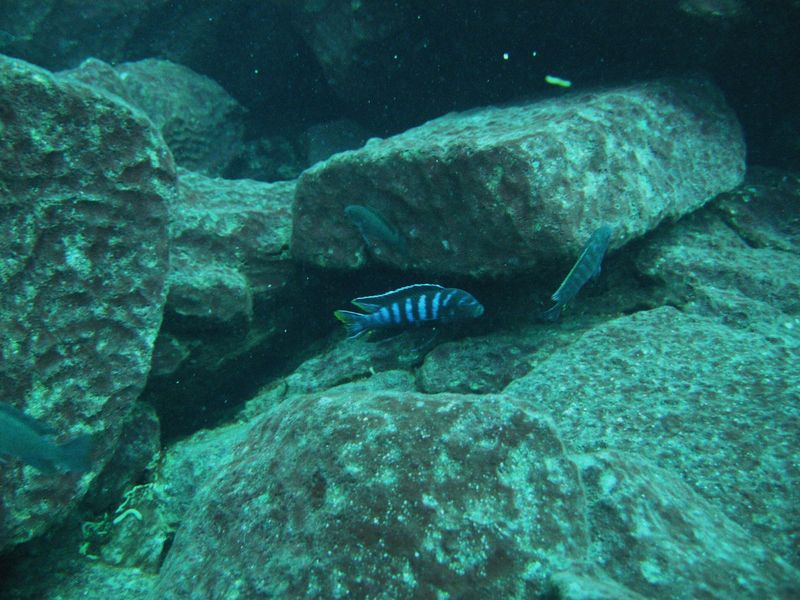 pseudotropheus elongatus linganjala