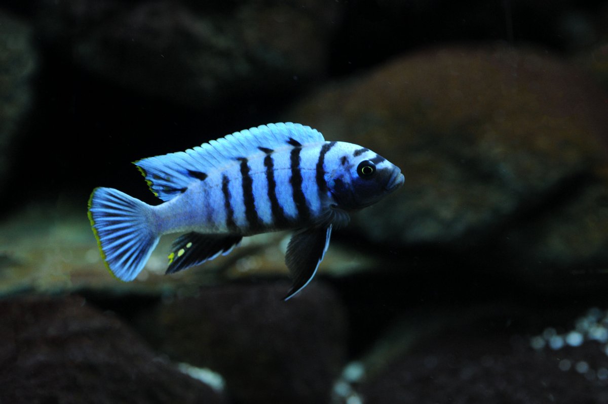 cynotilapia zebroides Ndumbi.jpg