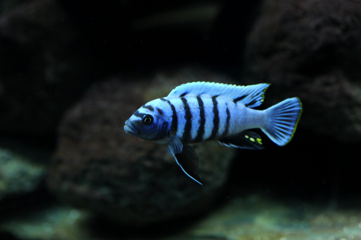 cynotilapia zebroides Ndumbi 2.jpg