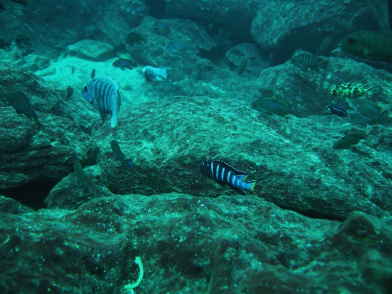 pseudotropheus elongatus linganjala