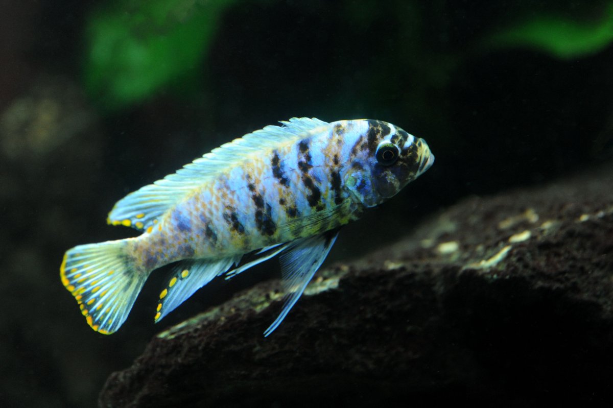 metriaclima zebra nkhata bay.jpg