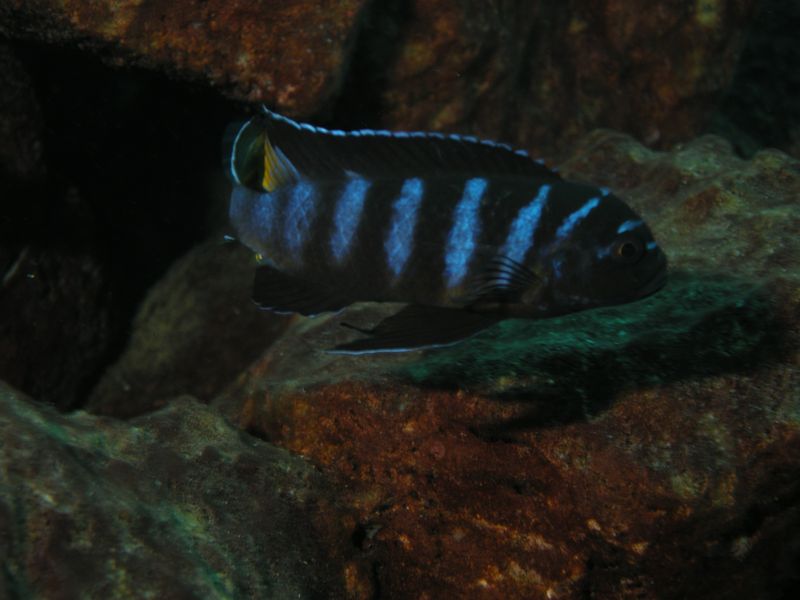pseudotropheus elongatus linganjala