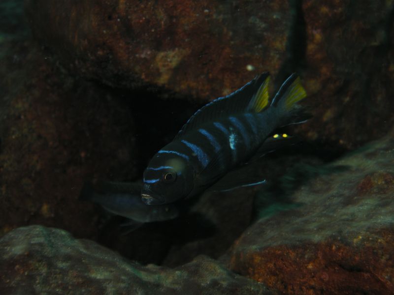pseudotropheus elongatus linganjala