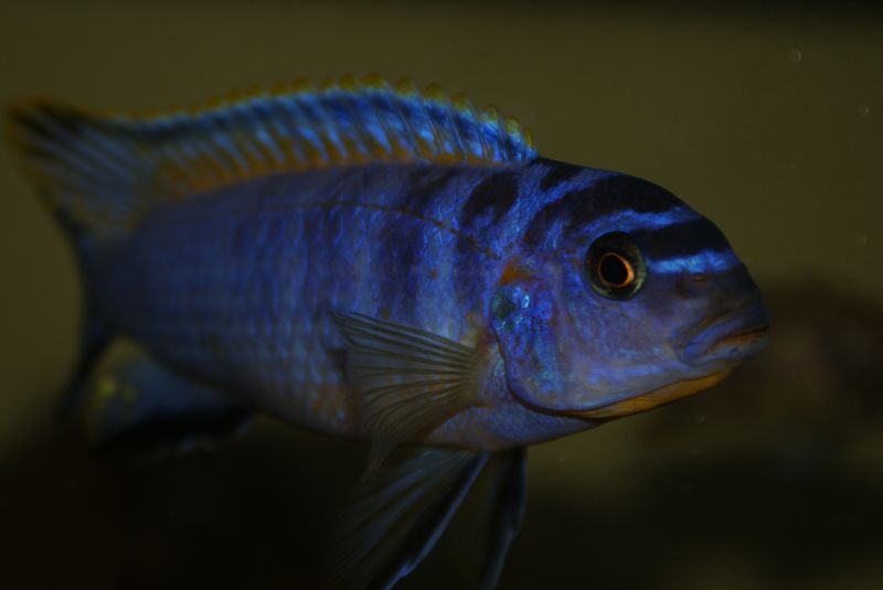 Tropheops sp.&quot;elongatus boadzulu&quot; Kanchedza