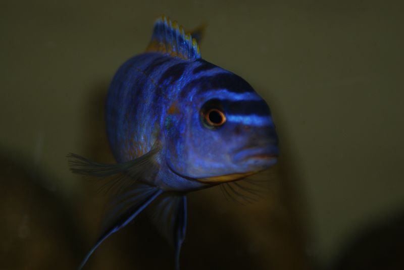 Tropheops sp.&quot;elongatus boadzulu&quot; Kanchedza