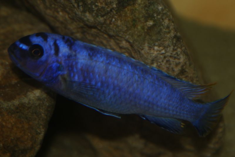 Tropheops sp.&quot;elongatus boadzulu&quot; Kanchedza