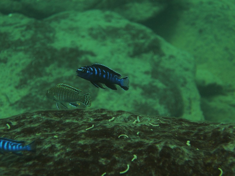 Pseudotropheus sp. &quot;elongatus ruarwe&quot;