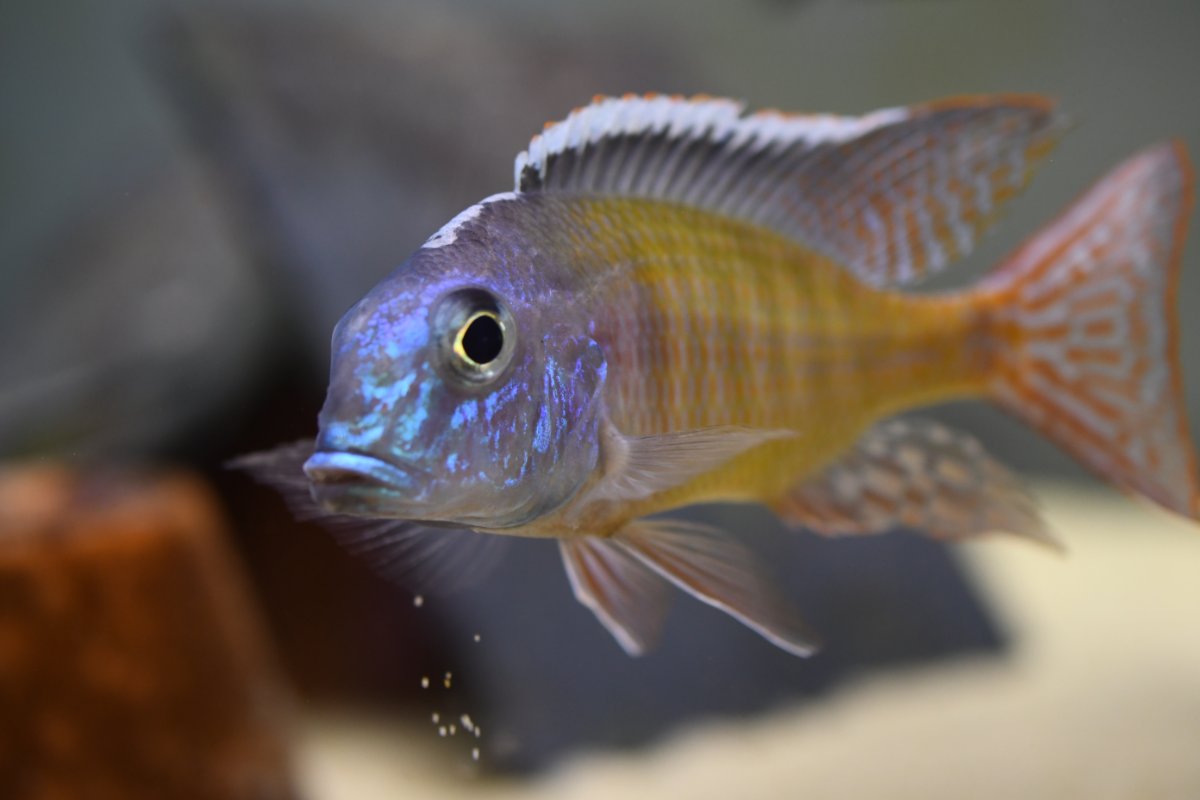 Lethrinops albus Kande island