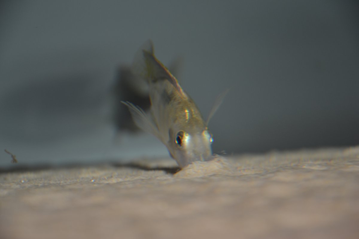 Lethrinops sp. 'black fin' Lupingu
