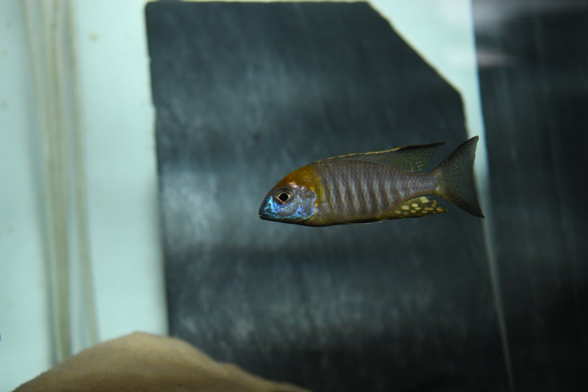 Lethrinops sp. 'nyassae' kande island