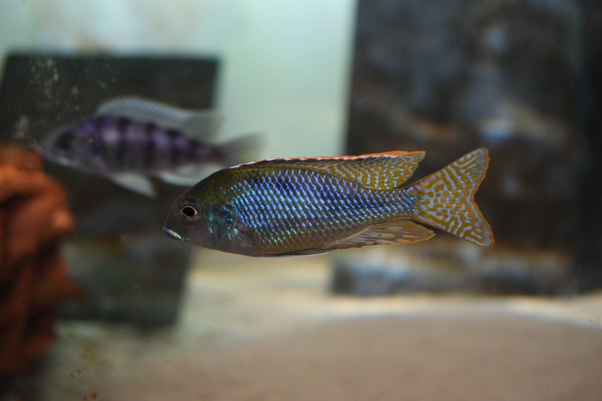 Lethrinops sp. chirwa Chirwa island